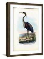 Purple Heron, 1863-79-Raimundo Petraroja-Framed Giclee Print