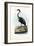 Purple Heron, 1863-79-Raimundo Petraroja-Framed Giclee Print