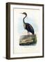 Purple Heron, 1863-79-Raimundo Petraroja-Framed Giclee Print