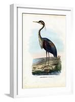 Purple Heron, 1863-79-Raimundo Petraroja-Framed Giclee Print