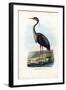 Purple Heron, 1863-79-Raimundo Petraroja-Framed Giclee Print