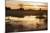 Purple Heron (Ardea Purpurea) Fishing at Sunset-Neil Aldridge-Mounted Photographic Print