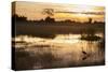 Purple Heron (Ardea Purpurea) Fishing at Sunset-Neil Aldridge-Stretched Canvas