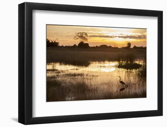 Purple Heron (Ardea Purpurea) Fishing at Sunset-Neil Aldridge-Framed Photographic Print