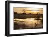 Purple Heron (Ardea Purpurea) Fishing at Sunset-Neil Aldridge-Framed Photographic Print