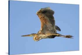 Purple Heron (Ardea Purpurea) in Flight, Danube Delta, Romania, May 2009-Presti-Stretched Canvas