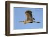 Purple Heron (Ardea Purpurea) in Flight, Danube Delta, Romania, May 2009-Presti-Framed Photographic Print