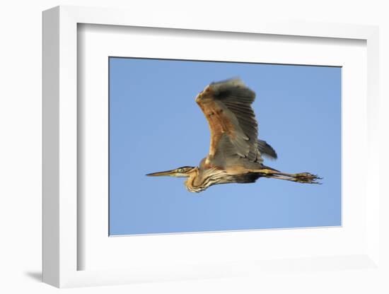 Purple Heron (Ardea Purpurea) in Flight, Danube Delta, Romania, May 2009-Presti-Framed Photographic Print