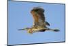 Purple Heron (Ardea Purpurea) in Flight, Danube Delta, Romania, May 2009-Presti-Mounted Photographic Print