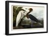 Purple Heron, C.1835-John James Audubon-Framed Giclee Print