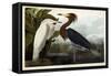 Purple Heron, C.1835-John James Audubon-Framed Stretched Canvas