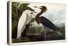 Purple Heron, C.1835-John James Audubon-Stretched Canvas