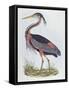 Purple Heron, from 'Illustration of British Ornithology'-Prideaux John Selby-Framed Stretched Canvas