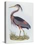 Purple Heron, from 'Illustration of British Ornithology'-Prideaux John Selby-Stretched Canvas