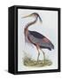 Purple Heron, from 'Illustration of British Ornithology'-Prideaux John Selby-Framed Stretched Canvas