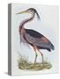 Purple Heron, from 'Illustration of British Ornithology'-Prideaux John Selby-Stretched Canvas