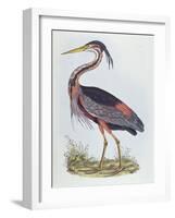 Purple Heron, from 'Illustration of British Ornithology'-Prideaux John Selby-Framed Giclee Print