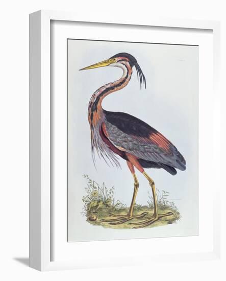 Purple Heron, from 'Illustration of British Ornithology'-Prideaux John Selby-Framed Giclee Print