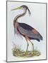 Purple Heron, from 'Illustration of British Ornithology'-Prideaux John Selby-Mounted Giclee Print