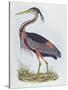 Purple Heron, from 'Illustration of British Ornithology'-Prideaux John Selby-Stretched Canvas