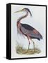 Purple Heron, from 'Illustration of British Ornithology'-Prideaux John Selby-Framed Stretched Canvas