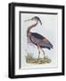 Purple Heron, from 'Illustration of British Ornithology'-Prideaux John Selby-Framed Giclee Print