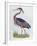 Purple Heron, from 'Illustration of British Ornithology'-Prideaux John Selby-Framed Giclee Print