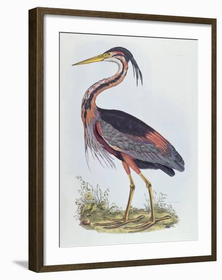 Purple Heron, from 'Illustration of British Ornithology'-Prideaux John Selby-Framed Giclee Print