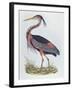 Purple Heron, from 'Illustration of British Ornithology'-Prideaux John Selby-Framed Giclee Print