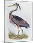 Purple Heron, from 'Illustration of British Ornithology'-Prideaux John Selby-Mounted Giclee Print
