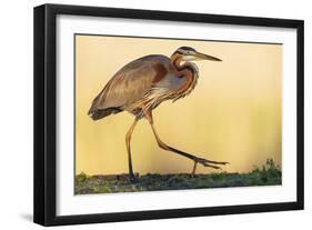 Purple Heron - Strut-Staffan Widstrand-Framed Giclee Print