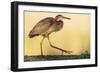 Purple Heron - Strut-Staffan Widstrand-Framed Giclee Print