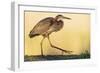 Purple Heron - Strut-Staffan Widstrand-Framed Giclee Print