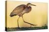 Purple Heron - Strut-Staffan Widstrand-Stretched Canvas