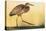 Purple Heron - Strut-Staffan Widstrand-Stretched Canvas