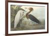 Purple Heron-John James Audubon-Framed Premium Giclee Print