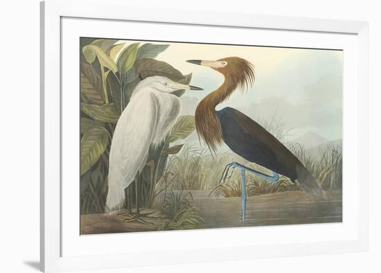 Purple Heron-John James Audubon-Framed Premium Giclee Print