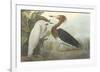 Purple Heron-John James Audubon-Framed Premium Giclee Print