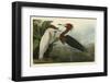 Purple Heron-John James Audubon-Framed Giclee Print