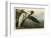 Purple Heron-John James Audubon-Framed Giclee Print