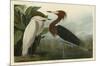 Purple Heron-John James Audubon-Mounted Giclee Print