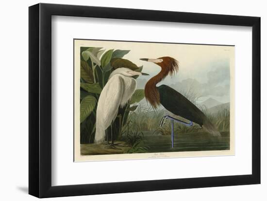 Purple Heron-John James Audubon-Framed Art Print