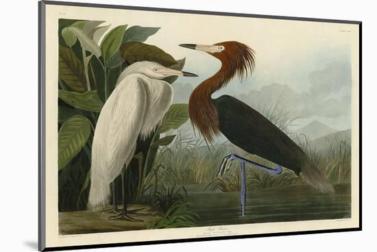 Purple Heron-John James Audubon-Mounted Art Print