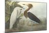 Purple Heron-James Audubon-Mounted Giclee Print