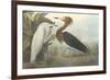 Purple Heron-James Audubon-Framed Giclee Print