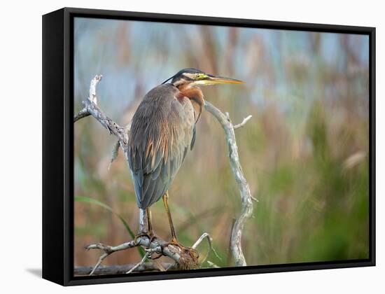 Purple Heron-Milan Zygmunt-Framed Stretched Canvas