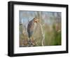 Purple Heron-Milan Zygmunt-Framed Photographic Print