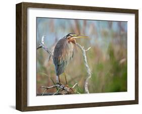 Purple Heron-Milan Zygmunt-Framed Photographic Print