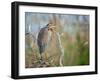 Purple Heron-Milan Zygmunt-Framed Photographic Print