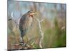 Purple Heron-Milan Zygmunt-Mounted Photographic Print